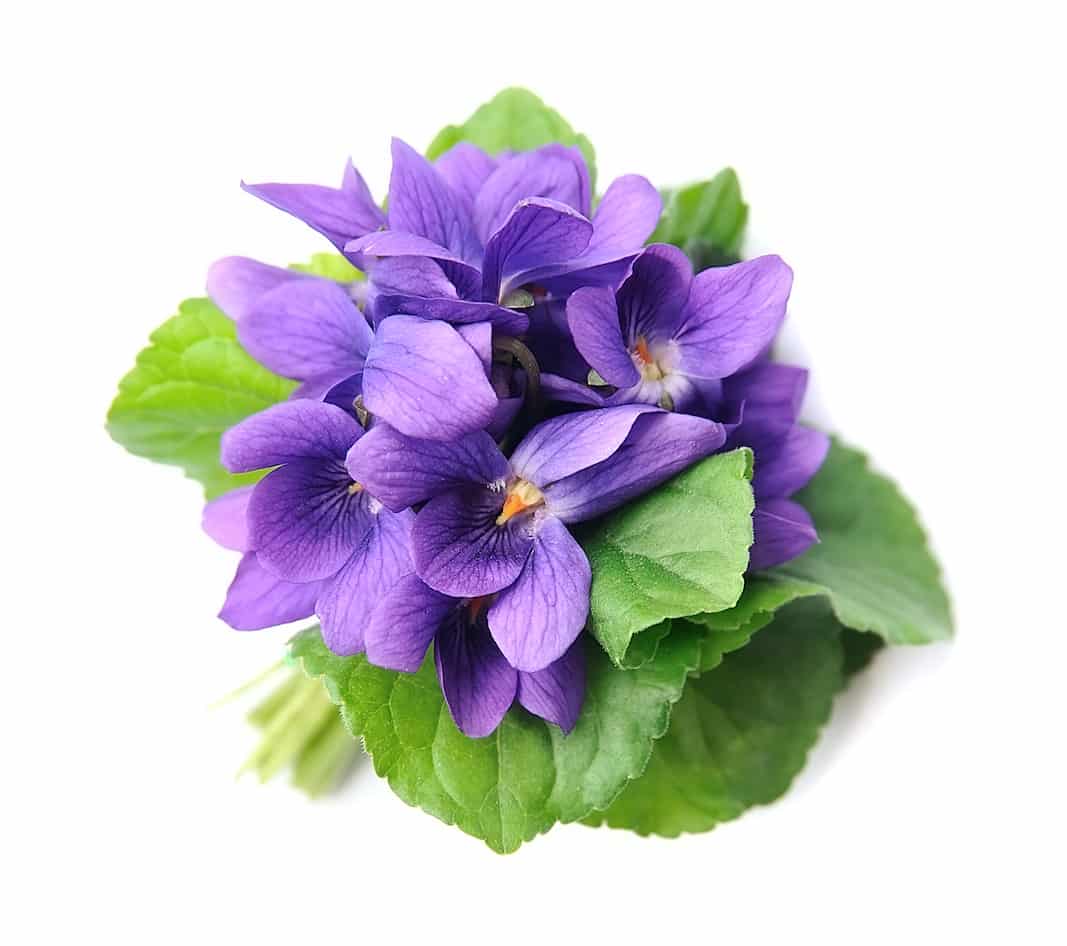 Wild,Violet,Flowers,Isolated,On,White,Backgrounds.
