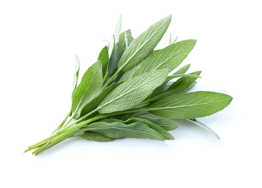 Sage,Leaves,In,Closeup,On,White,Background