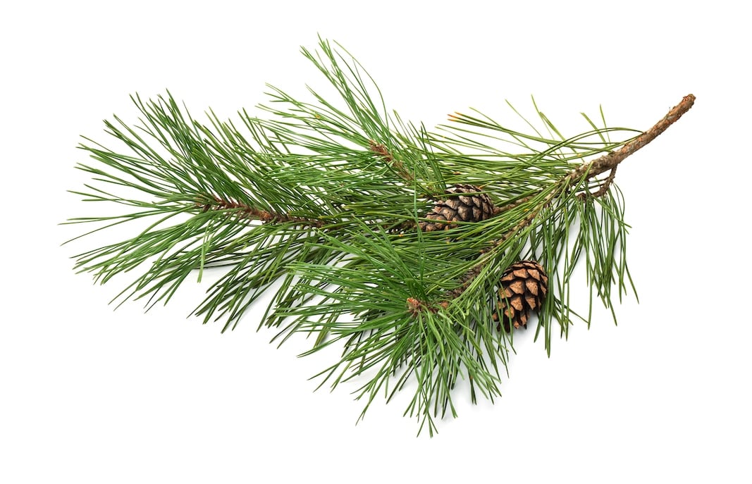 Pine,Tree,Branch,And,Cones,Isolated,On,White