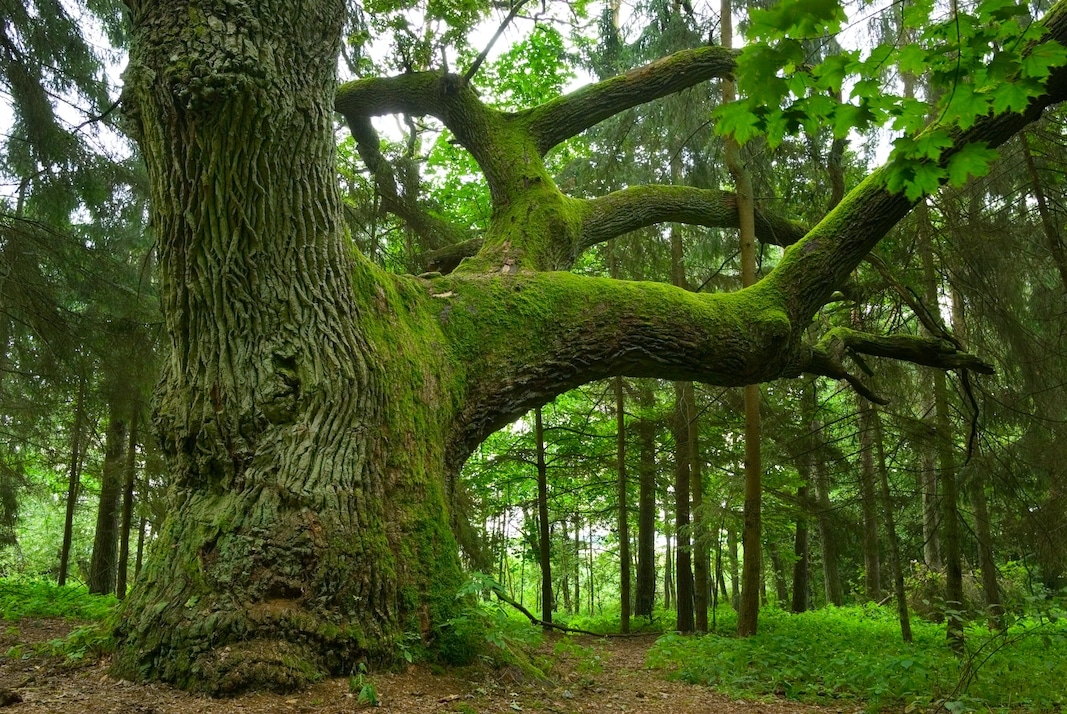 Mighty,Oak,In,The,Wood,-,Mazury,,Poland.