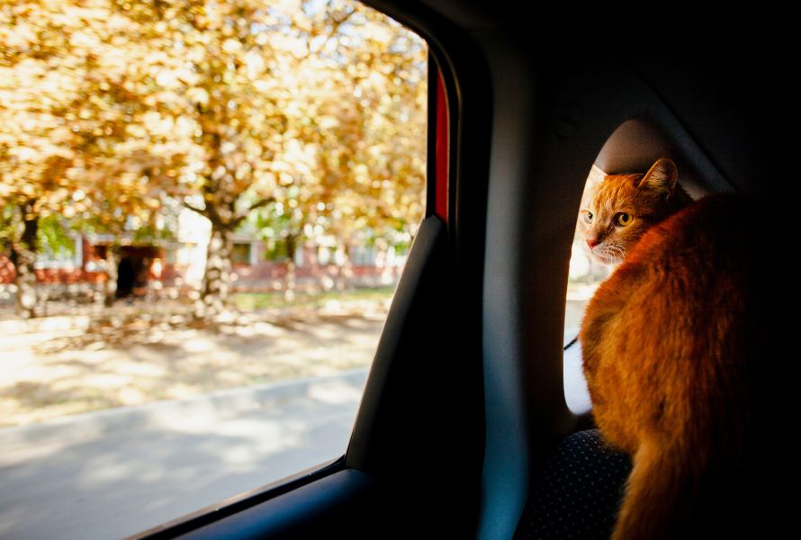 Mi perro se marea en el coche__ Cómo hacerle el viaje más cómodo a nuestras mascotas