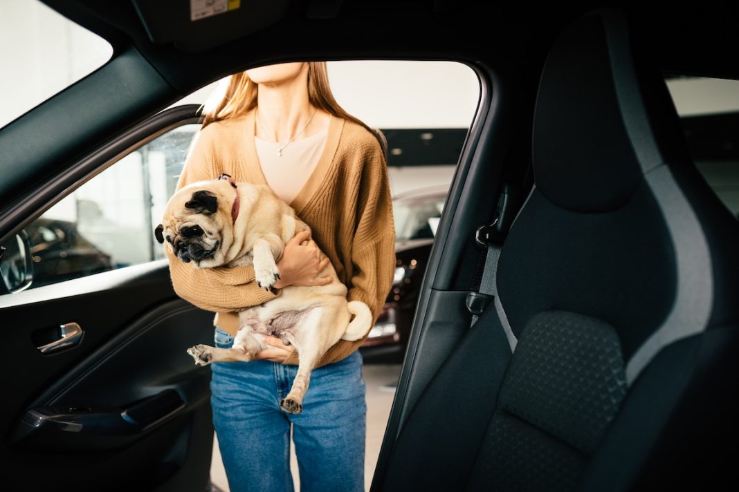 animales, coche de empresa, flotas rentingIryna Inshyna